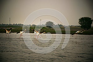 Flamingos taking off from Bhima river in Maharashtra state of India