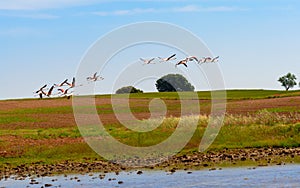 Flamingos taking off from the lagoon photo