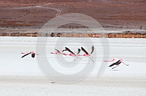 Flamingos taking off at Laguna Hedionda southwestern Bolivia