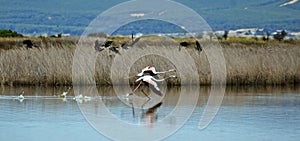 flamingos taking off, Phoenicopterus roseus
