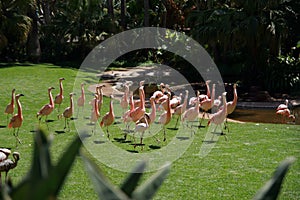 Flamingos, Tenerife photo