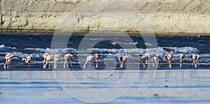 Flamingos in the tidal line, Peninsula Valdes, photo