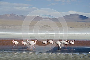 Flamingos time photo