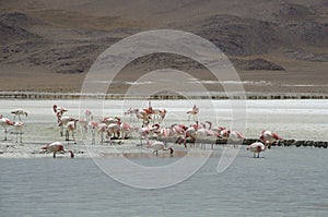 Flamingos Time photo