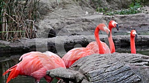 Flamingos, two different video shots in one file