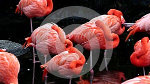 Flamingos, two different video shots in one file