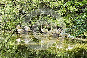 Flamingos are a type of wading bird in the family Phoenicopteridae