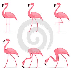 Flamingos, various poses of flamingos.