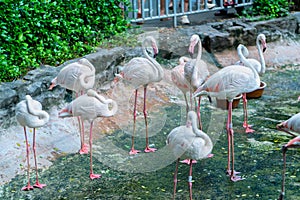Flamingos in Vietnam zoo.