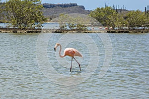 Flamingos - Views around the Caribbean Island of Curacao