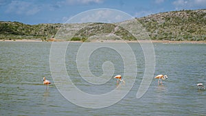 Flamingos Views around the Caribbean Island of Curacao, Flamingos at Jan Kok Salt Pan on the Caribbean Island of Curacao