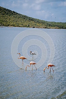 Flamingos Views around the Caribbean Island of Curacao, Flamingos at Jan Kok Salt Pan on the Caribbean Island of Curacao