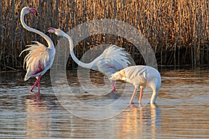 Flamingos in the Vlei