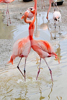 Flamingos Walking Through Brackish Waters
