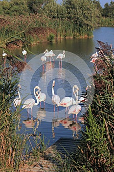 Flamingos in water