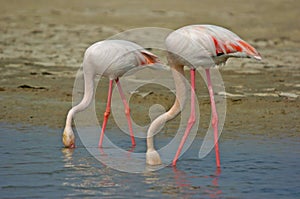 Flamingos water