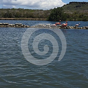 Flamingos in the water birdwatching