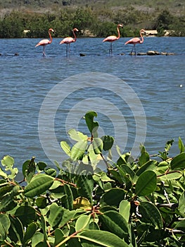 Flamingos in the water birdwatching