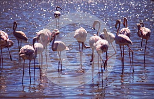 Flamingos in the water at the Camargue in France