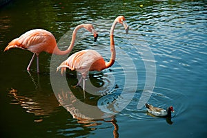 flamingos in the water. Florida Zoo