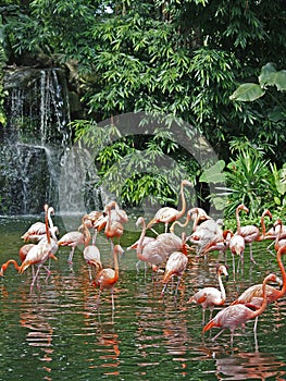 Flamingos & waterfall