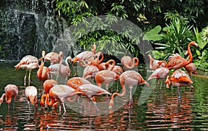 Flamingos & waterfall photo