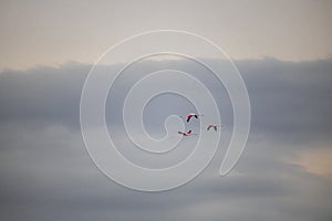 Flamingos by the waterside on Paarden Eiland beach at sunrise.