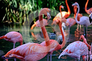 Flamingos in the wild
