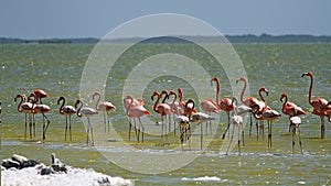 Flamingos in Yucatan Mexico