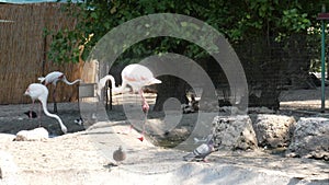 Flamingos in the zoo aviary