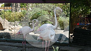 Flamingos in the zoo aviary