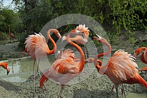 Flamingos at the zoo in Vienna