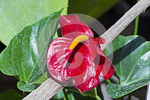 FlamingÃ³ flower (Anthurium sp.)