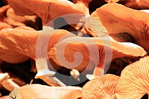 Flammula alnicola autumn mushroom growing on dead wood