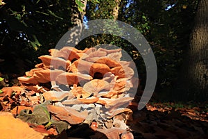 Flammula alnicola autumn mushroom growing on dead wood