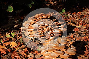 Flammula alnicola autumn mushroom growing on dead wood