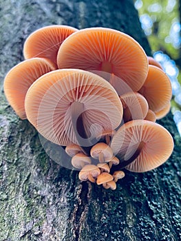 Flammulina elastica mushroom in the tree