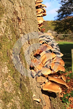 Flammulina velutipes autumn mushroom growing on tree