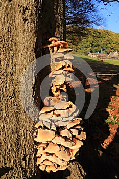 Flammulina velutipes autumn mushroom growing on tree