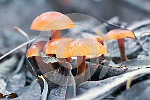 Flammulina velutipes is commonly known as Velvet Shank, Velvet Foot or Enoki, Enokitake. Orange edible mushroom.