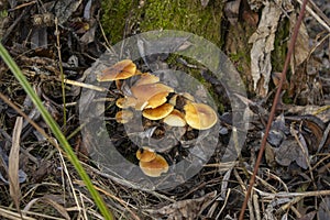 Flammulina velutipes, an edible mushroom in the natural environment