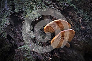 Flammulina velutipes edible orange mushroom growing on a tree