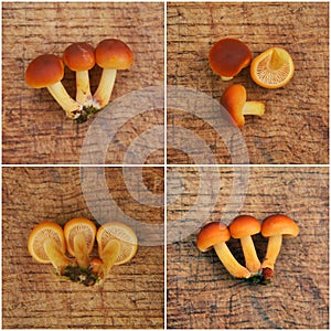 Flammulina velutipes, enokitake mushroom