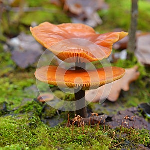 Flammulina velutipes, enokitake mushroom