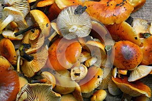 Flammulina velutipes, enokitake mushroom