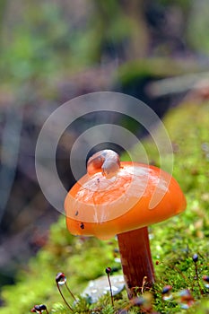 Flammulina velutipes, enokitake mushroom