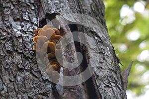 Flammulina velutipes mushrooms