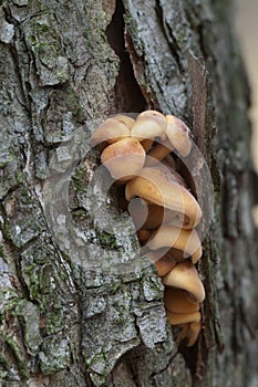 Flammulina velutipes mushrooms