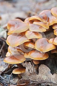 Flammulina velutipes mushrooms