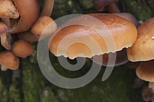 Flammulina velutipes mushrooms